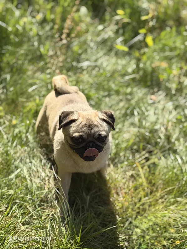 Jimmy – Pug puppy for sale in Bellingham, WA