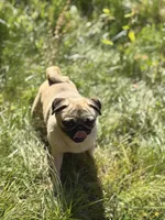 Jimmy, a male Pug for sale in Bellingham, WA – 1 of 7