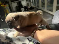 Carmen, a female Pug for sale in Bellingham, WA – 6 of 8