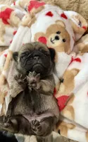 Female Teddy Bear VICKY, a female Pug for sale in Bellingham, WA – 2 of 8