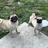 Chantel, a female Pug for sale in Bellingham, WA – Photo 8 of 8