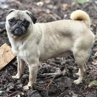 Chantel, a female Pug for sale in Bellingham, WA – Photo 6 of 8
