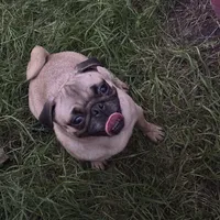 Chantel, a female Pug for sale in Bellingham, WA – Photo 5 of 8