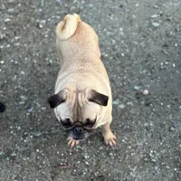Chantel, a female Pug for sale in Bellingham, WA – Photo 2 of 8