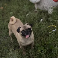 Chantel, a female Pug for sale in Bellingham, WA – Photo 4 of 8