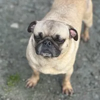 Chantel, a female Pug for sale in Bellingham, WA – Photo 7 of 8