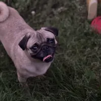 Chantel, a female Pug for sale in Bellingham, WA – Photo 1 of 8