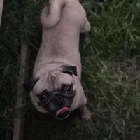 Chantel, a female Pug for sale in Bellingham, WA – Photo 3 of 8