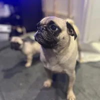 Chantela, a female Pug for sale in Bellingham, WA – Photo 6 of 8