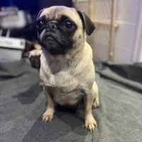 Chantela, a female Pug for sale in Bellingham, WA – Photo 5 of 8