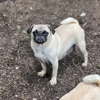 Chantela, a female Pug for sale in Bellingham, WA – Photo 2 of 8