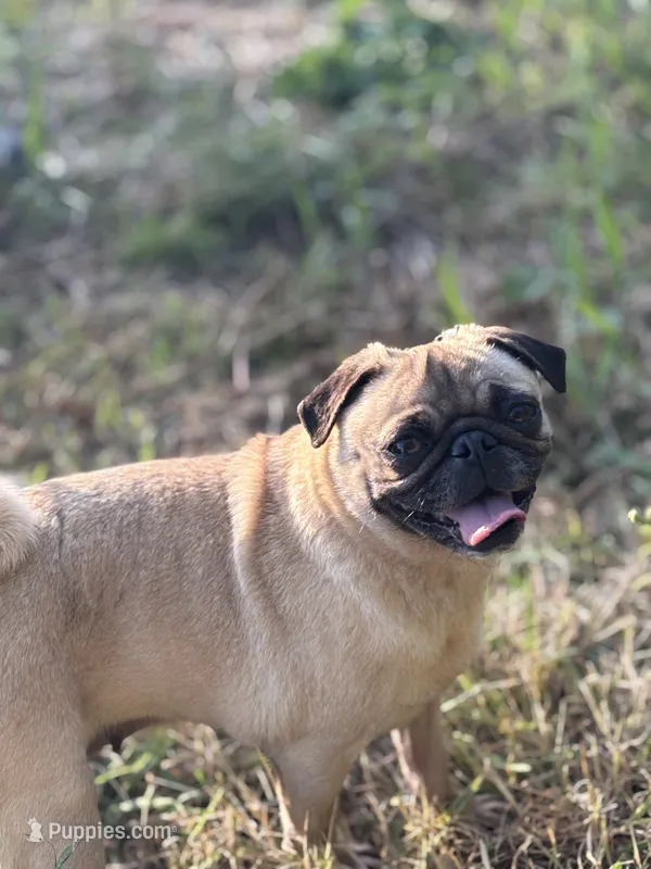 Chantela, a female Pug for sale in Bellingham, WA – Photo 1 of 8