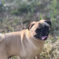 Chantela, a female Pug for sale in Bellingham, WA – Photo 1 of 8