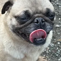 Chantela, a female Pug for sale in Bellingham, WA – Photo 8 of 8