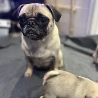 Chantela, a female Pug for sale in Bellingham, WA – Photo 3 of 8