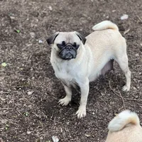 Chantela, a female Pug for sale in Bellingham, WA – Photo 7 of 8