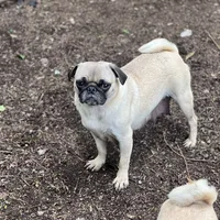 Chantela, a female Pug for sale in Bellingham, WA – Photo 4 of 8