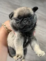 Teddy , a male Pug for sale in Bellingham, WA – 3 of 9