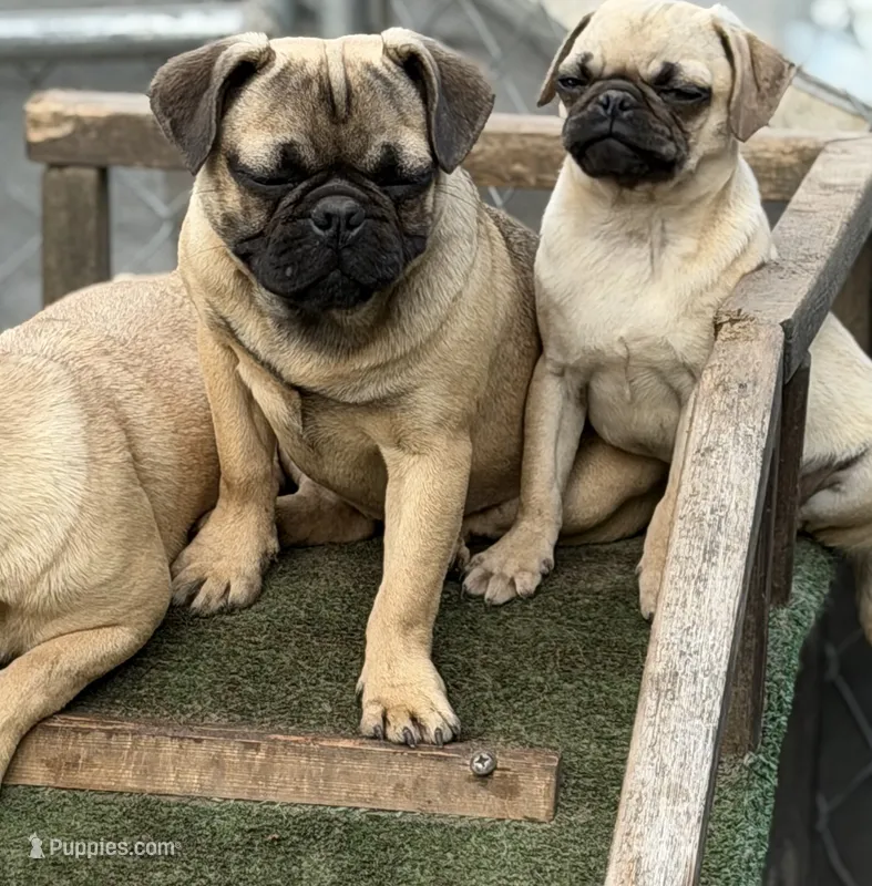 Max, a male French Bulldog and Pug for sale in Bellingham, WA – 1 of 10