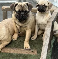 Max, a male French Bulldog and Pug for sale in Bellingham, WA – 1 of 10