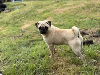Nora, a female Pug for sale in Bellingham, WA – 7 of 10