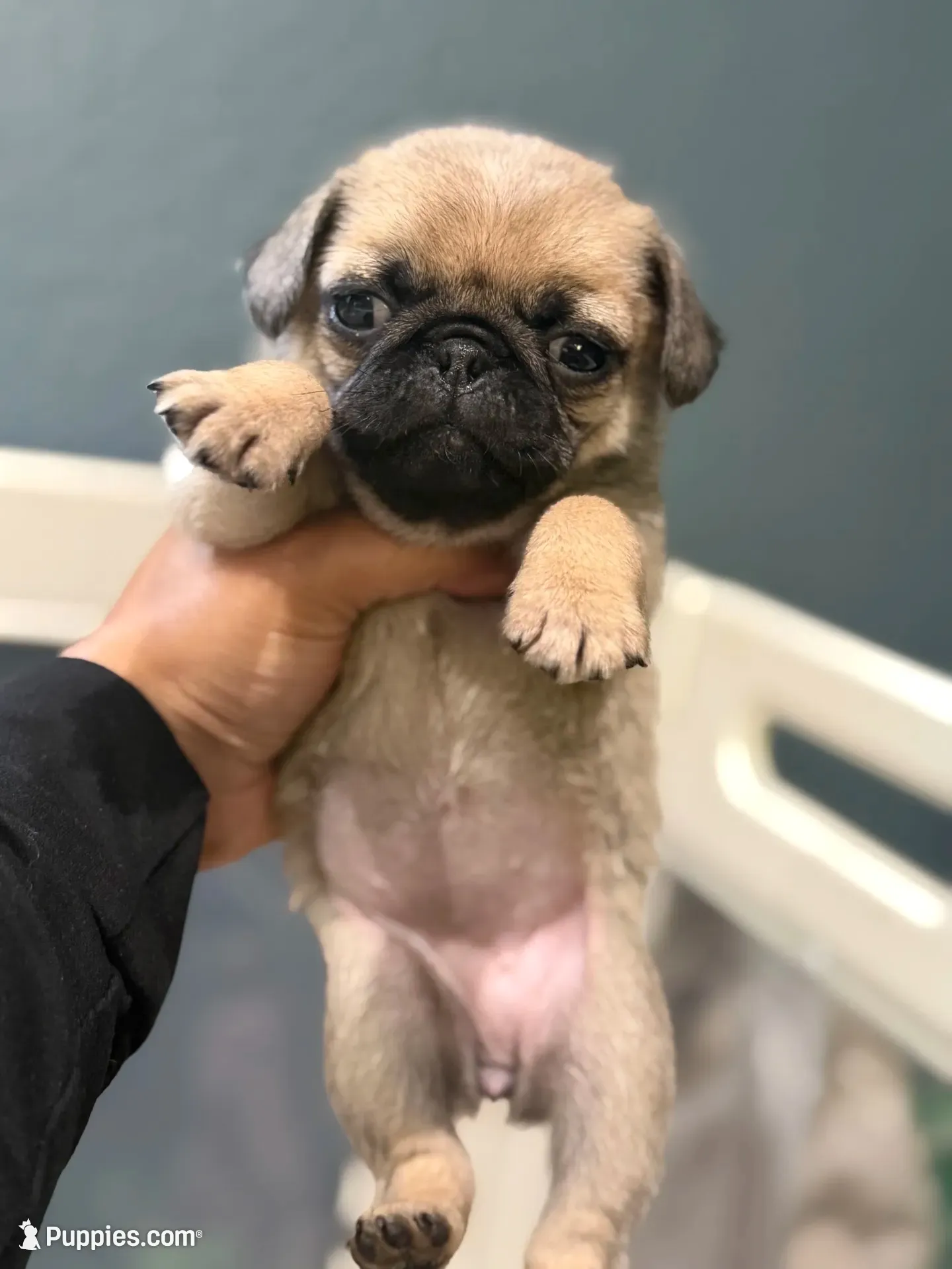 Tokyo, a female Pug for sale in Bellingham, WA – 1 of 9