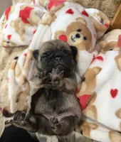 Female Teddy Bear VICKY, a female Pug for sale in Bellingham, WA – 6 of 8