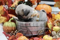 Female Teddy Bear Paris, a female Pug for sale in Bellingham, WA – 9 of 10