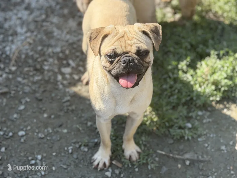 Nora – Pug puppy for sale in Bellingham, WA