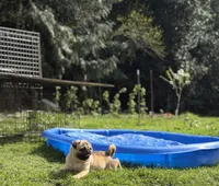 Jimmy, a male Pug for sale in Bellingham, WA – Photo 9 of 10