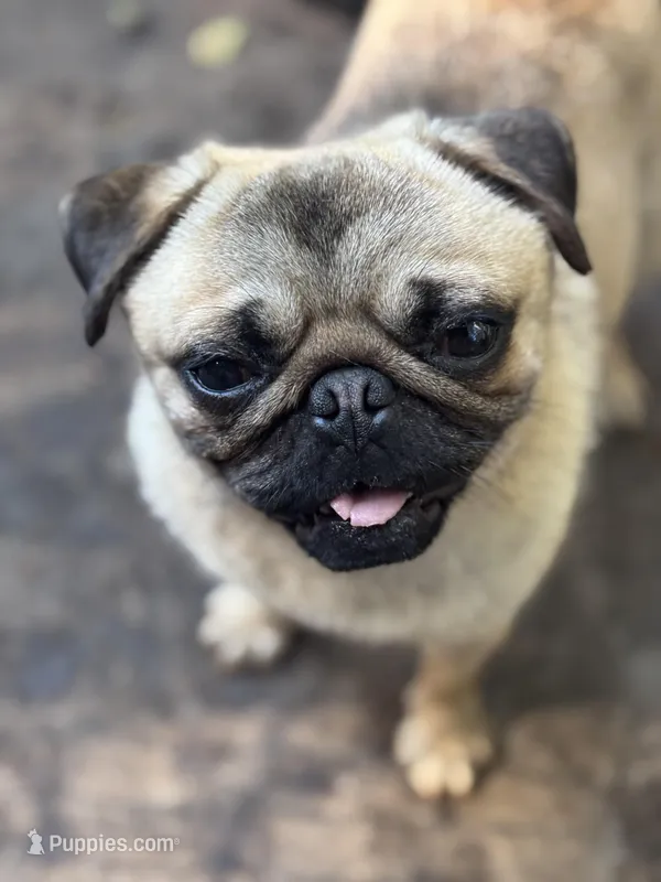 Jimmy – Pug puppy for sale in Bellingham, WA