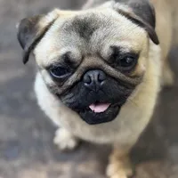 Jim, a male Pug for sale in Bellingham, WA – Photo 7 of 8