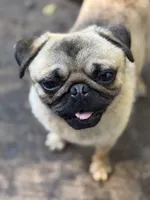 Jimmy, a male Pug for sale in Bellingham, WA – Photo 7 of 8