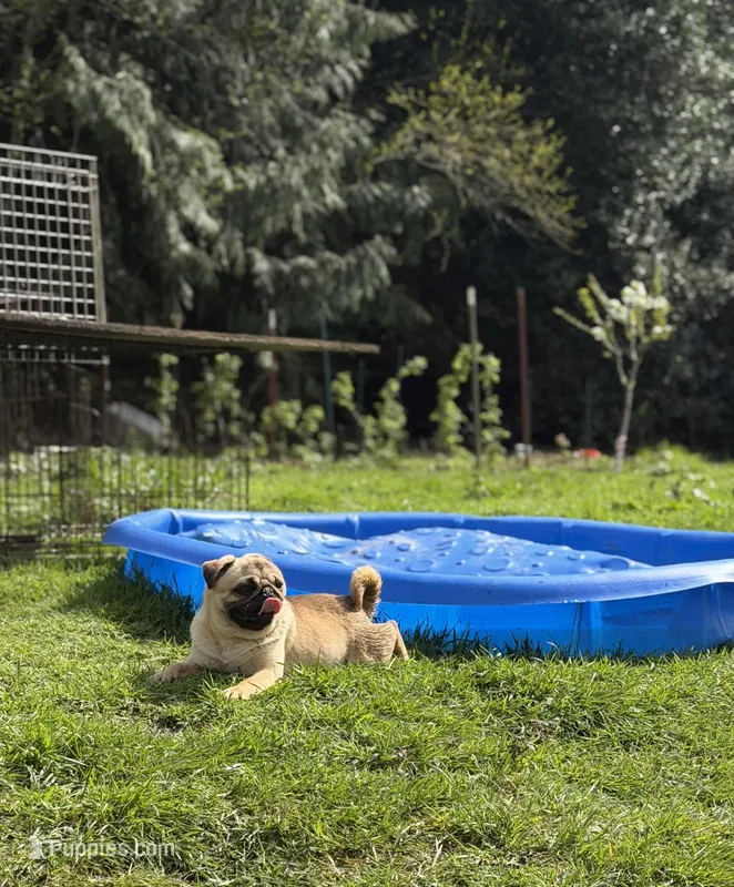 Jimmy – Pug puppy for sale in Bellingham, WA
