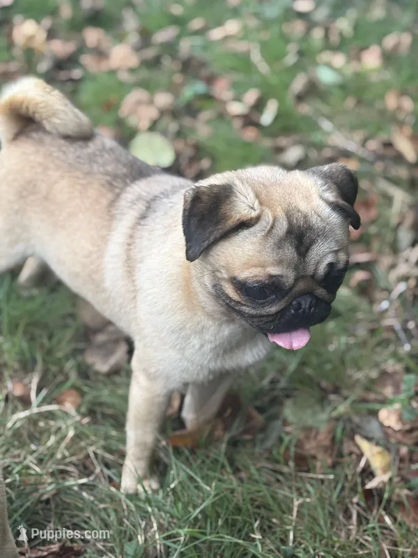 Jimmy – Pug puppy for sale in Bellingham, WA