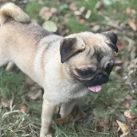 Jim, a male Pug for sale in Bellingham, WA – Photo 2 of 8