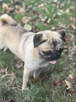 Jimmy, a male Pug for sale in Bellingham, WA – Photo 2 of 8