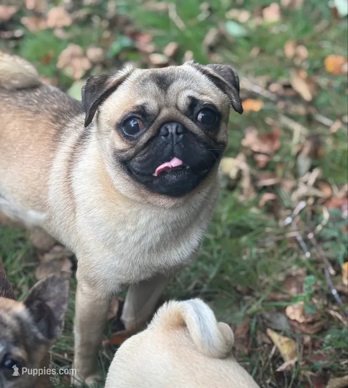 Jimmy – Pug puppy for sale in Bellingham, WA
