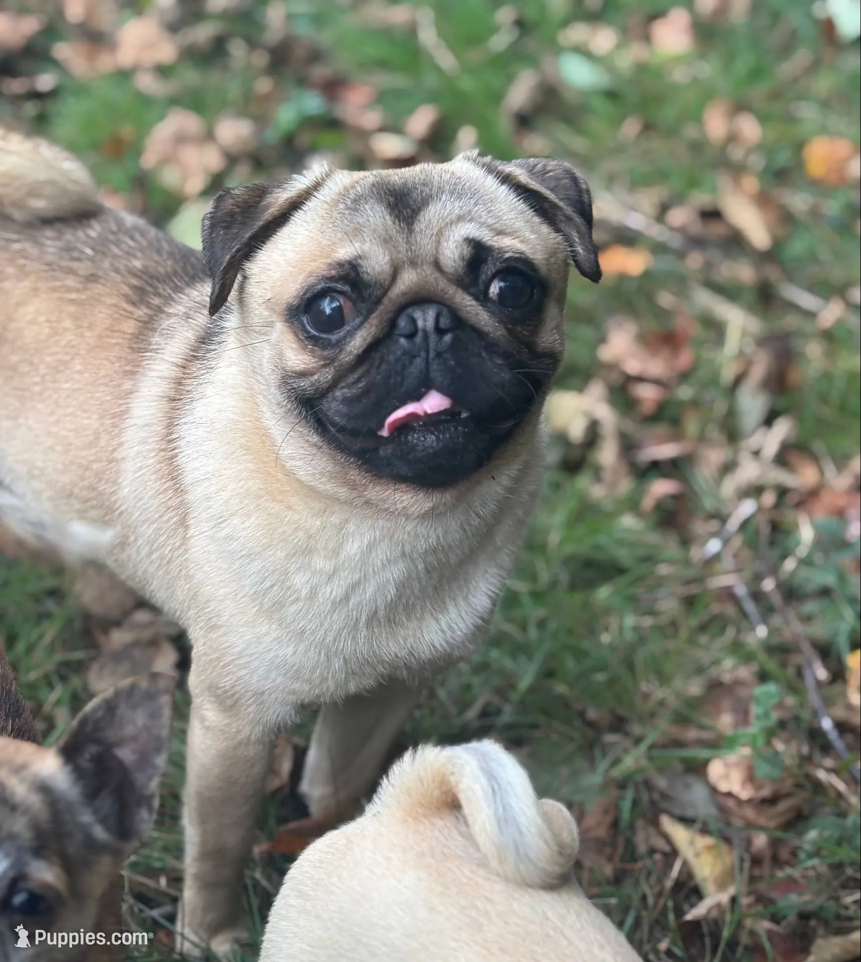 Jimmy, a male Pug for sale in Bellingham, WA – 1 of 10