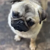 Jim, a male Pug for sale in Bellingham, WA – Photo 8 of 8