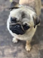 Jimmy, a male Pug for sale in Bellingham, WA – Photo 8 of 8