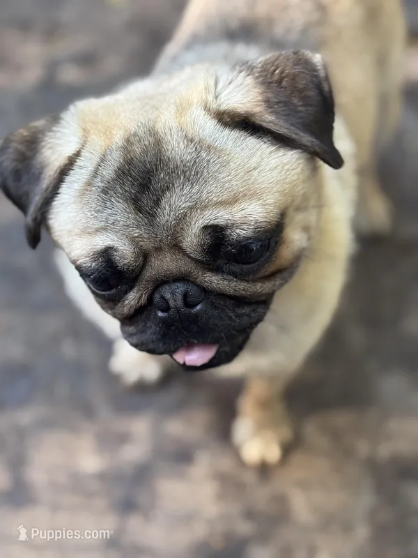 Jimmy – Pug puppy for sale in Bellingham, WA