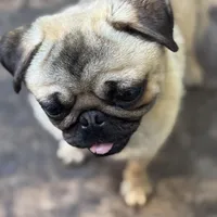 Jim, a male Pug for sale in Bellingham, WA – Photo 6 of 8