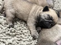 Teddy bear Pug Female # 1, a female Pug for sale in Bellingham, WA – 6 of 8
