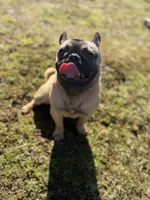 Tilly, a female French Bulldog and Pug for sale in Bellingham, WA – 5 of 9