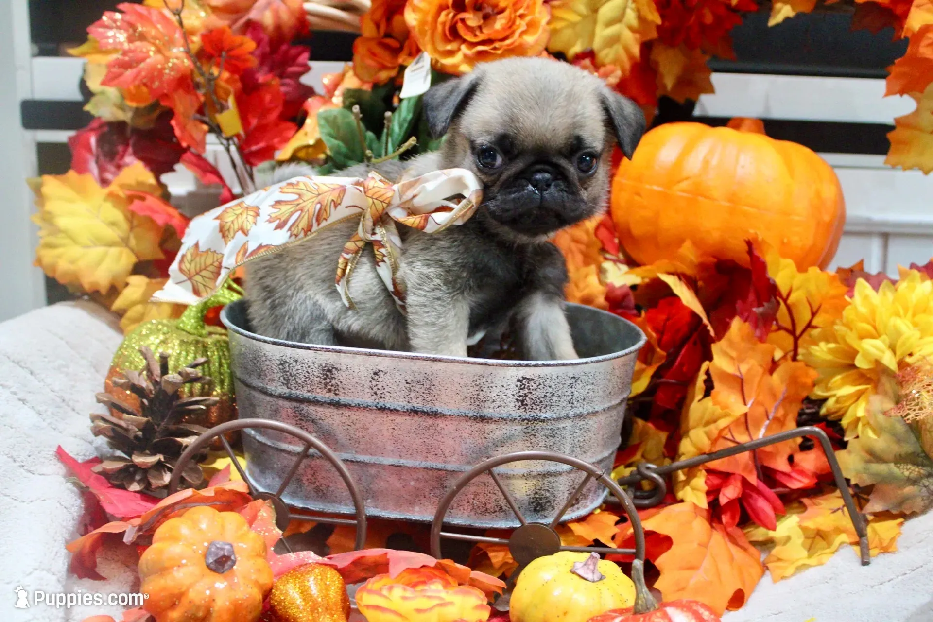 Female Teddy Bear Paris, a female Pug for sale in Bellingham, WA – 1 of 10