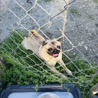 Jimmy, a male Pug for sale in Bellingham, WA – Photo 5 of 6