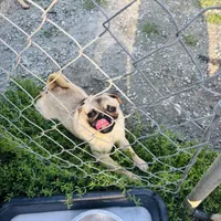 Jimmy, a male Pug for sale in Bellingham, WA – Photo 6 of 6