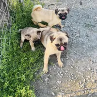 Jimmy, a male Pug for sale in Bellingham, WA – Photo 4 of 6