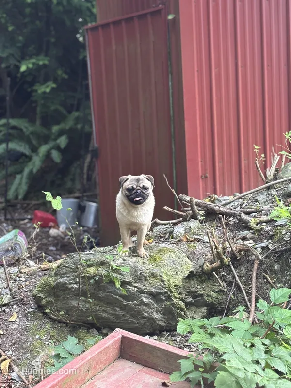 Jimmy – Pug puppy for sale in Bellingham, WA